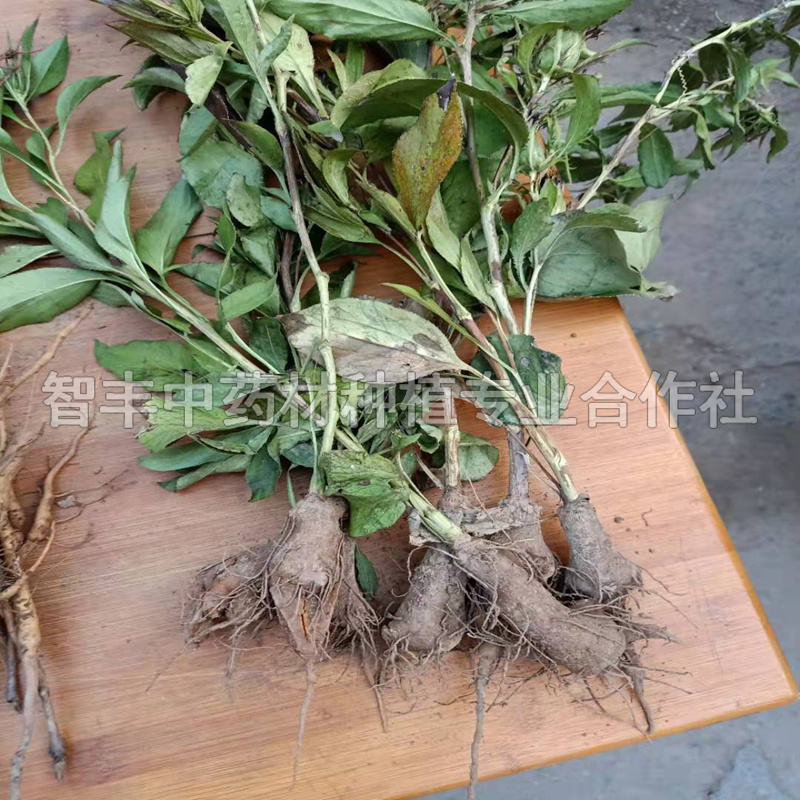 日照白術(shù)的畝效益分析、白術(shù)種一畝能掙多少錢(qián)【智豐中藥材種植專業(yè)合作社】