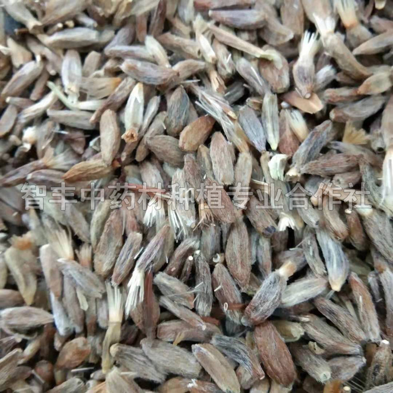 常德白術(shù)林下套種技術(shù)要點(diǎn)、白術(shù)芽種植要點(diǎn)【智豐中藥材種植專業(yè)合作社】