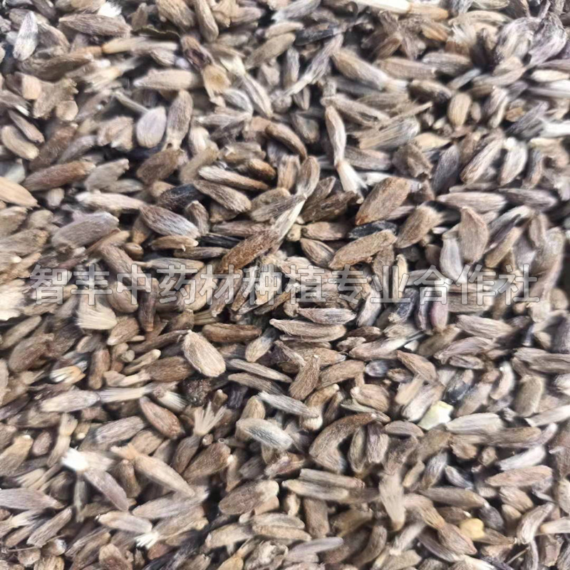內(nèi)江白術(shù)改良芽的種植方法、白術(shù)種苗怎么賣【智豐中藥材種植專業(yè)合作社】
