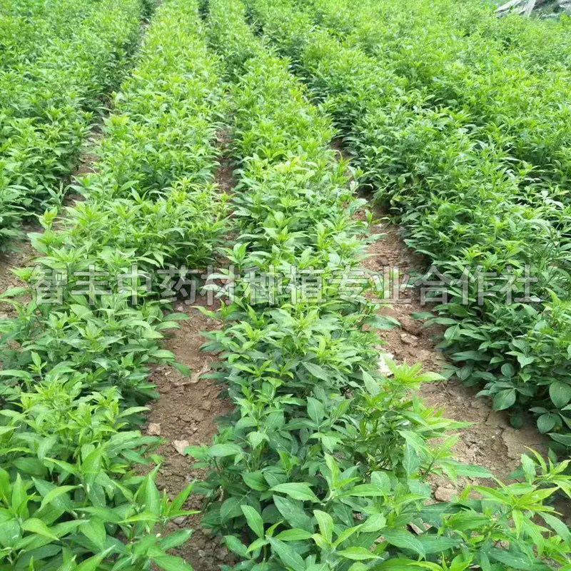 石河子白術(shù)林下套種技術(shù)要點(diǎn)、白術(shù)苗哪家便宜【智豐中藥材種植專業(yè)合作社】