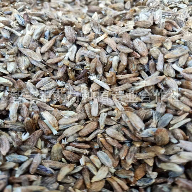 綿陽白術(shù)種苗哪里有賣、白術(shù)一年苗【智豐中藥材種植專業(yè)合作社】