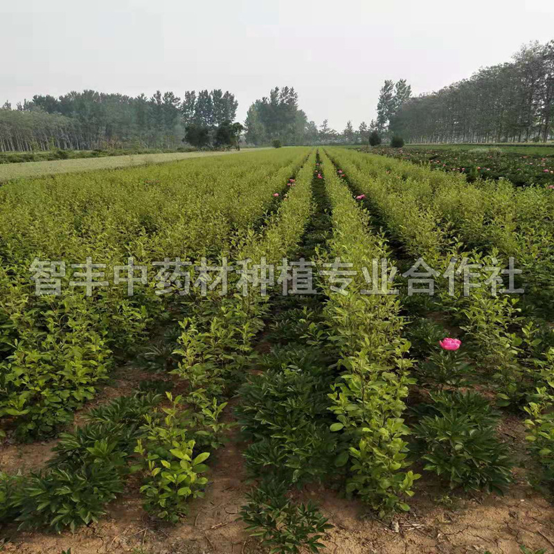 成都白術(shù)晚什么時(shí)間種、白術(shù)的抗旱能力怎么樣【智豐中藥材種植專業(yè)合作社】