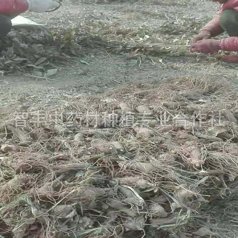 德陽(yáng)白術(shù)種子、白術(shù)種苗哪里便宜【智豐中藥材種植專業(yè)合作社】