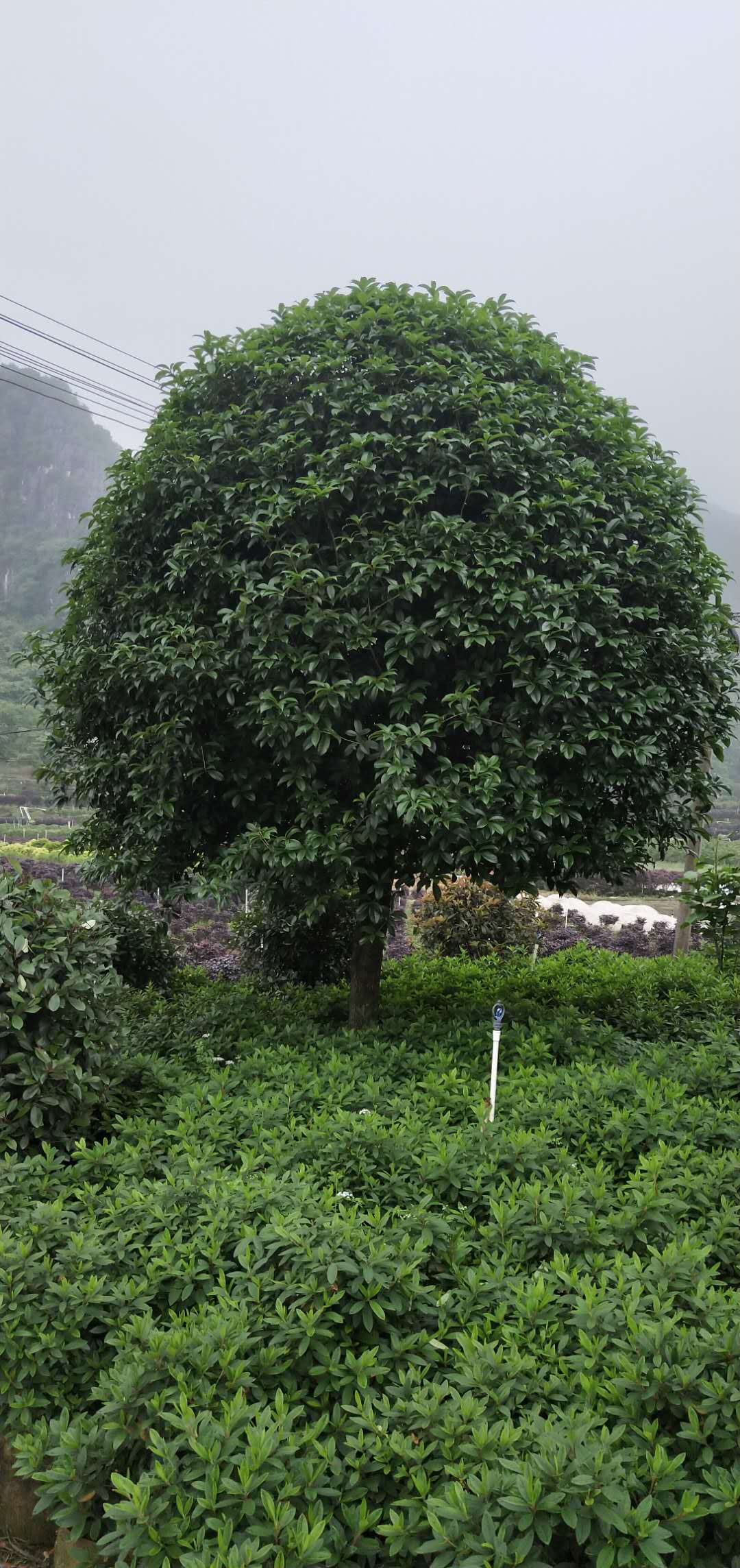 廣西八月桂花樹生產(chǎn)基地_15公分八月桂花樹 冠副320批發(fā)