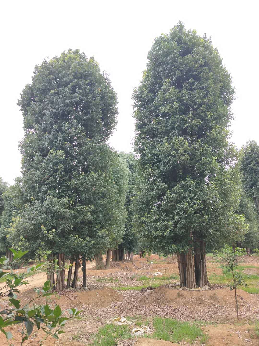 湖南樟木香樟生產(chǎn)基地/種植培育/批發(fā)【湖南益盛苗木合作社】