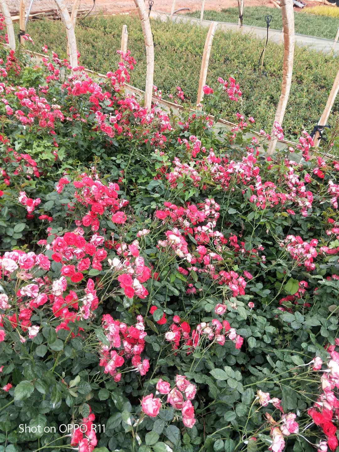 云南月季種植批發(fā)-昆明宜良縣天成林苗圃培育優(yōu)質(zhì)幼苗