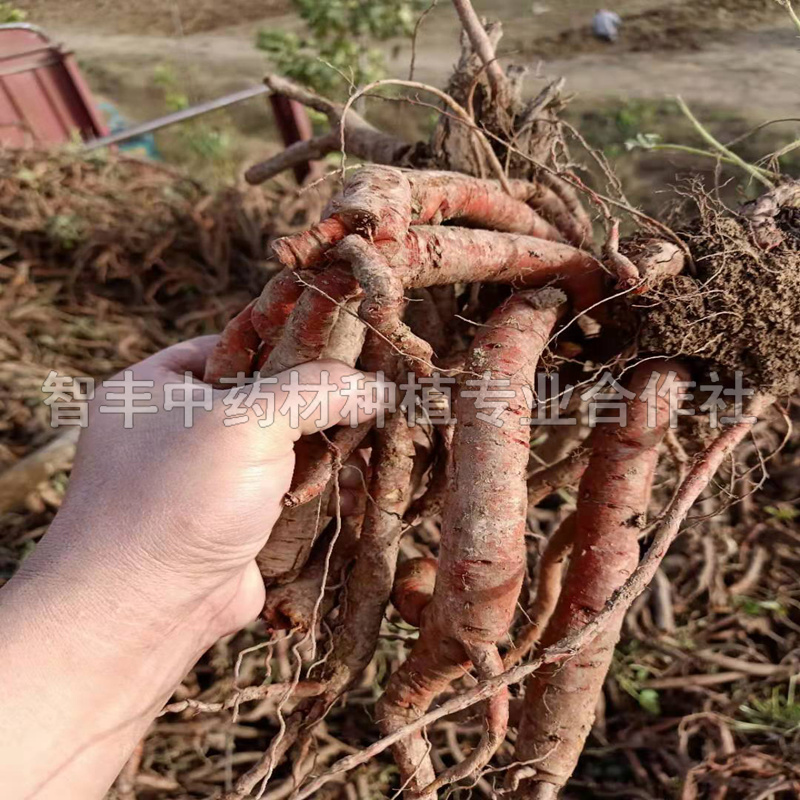 常熟丹參種苗的種植時(shí)間、包種植技術(shù)、河南的畝利潤【智豐中藥材種植專業(yè)合作社】
