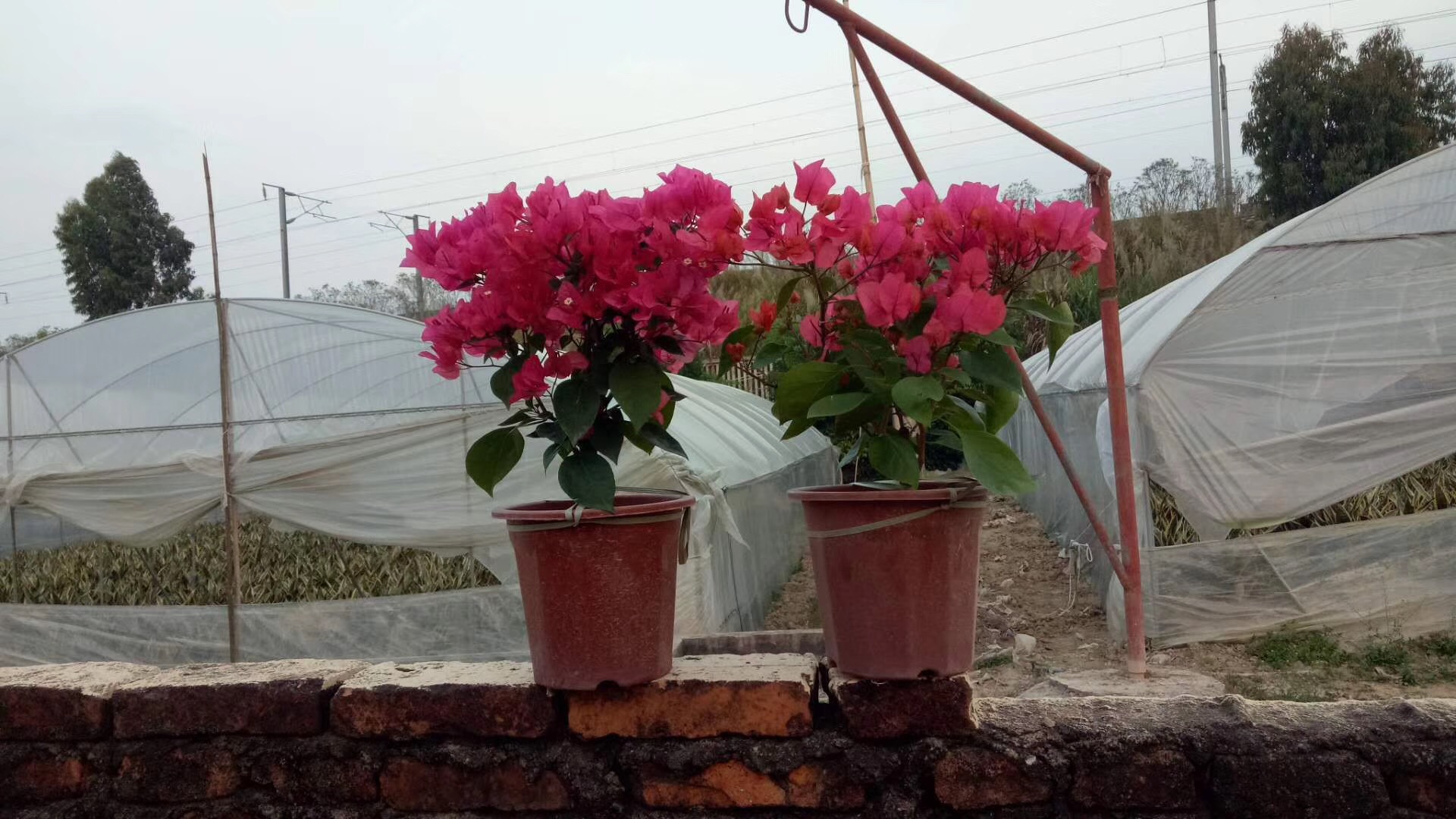 福建漳州同安紅三角梅種植基地、批發(fā)價格、全國銷售【福建省姐妹三角梅種植基地】