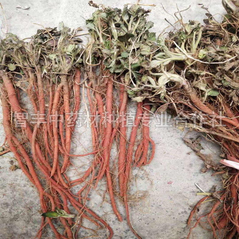 青島丹參種苗的生長周期、質(zhì)量好、的行情如何【智豐中藥材種植專業(yè)合作社】