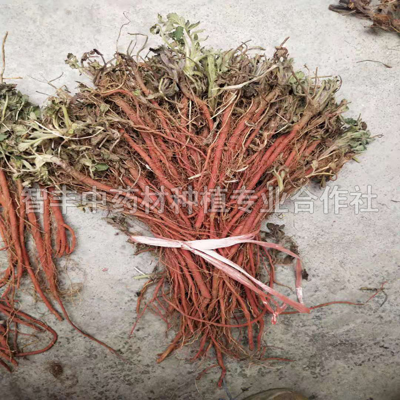 青島丹參種苗的生長周期、質(zhì)量好、的行情如何【智豐中藥材種植專業(yè)合作社】