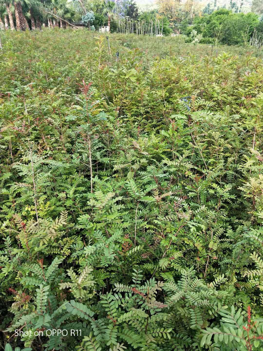 云南清香木小苗，清香木小苗種植批發(fā)直銷，清香木小苗哪家好（宜良天成林苗圃）