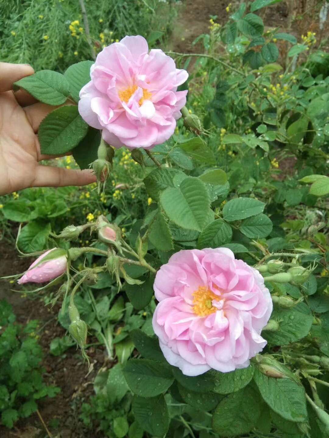 山東平陰玫瑰批發(fā)@供應@直銷
