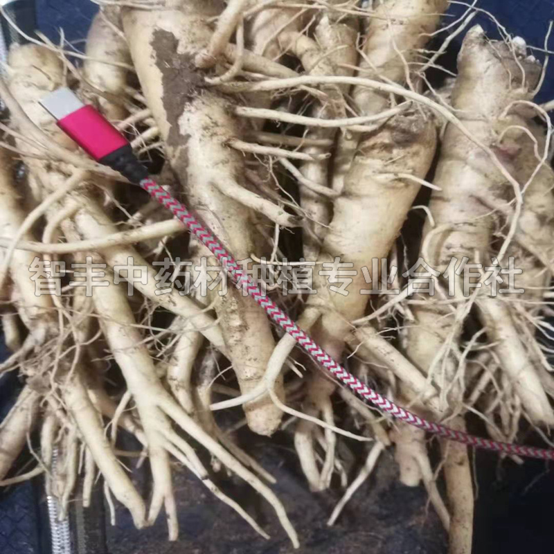 福鼎桔梗種子生長(zhǎng)周期、優(yōu)質(zhì)、的常見病害【智豐中藥材種植專業(yè)合作社】