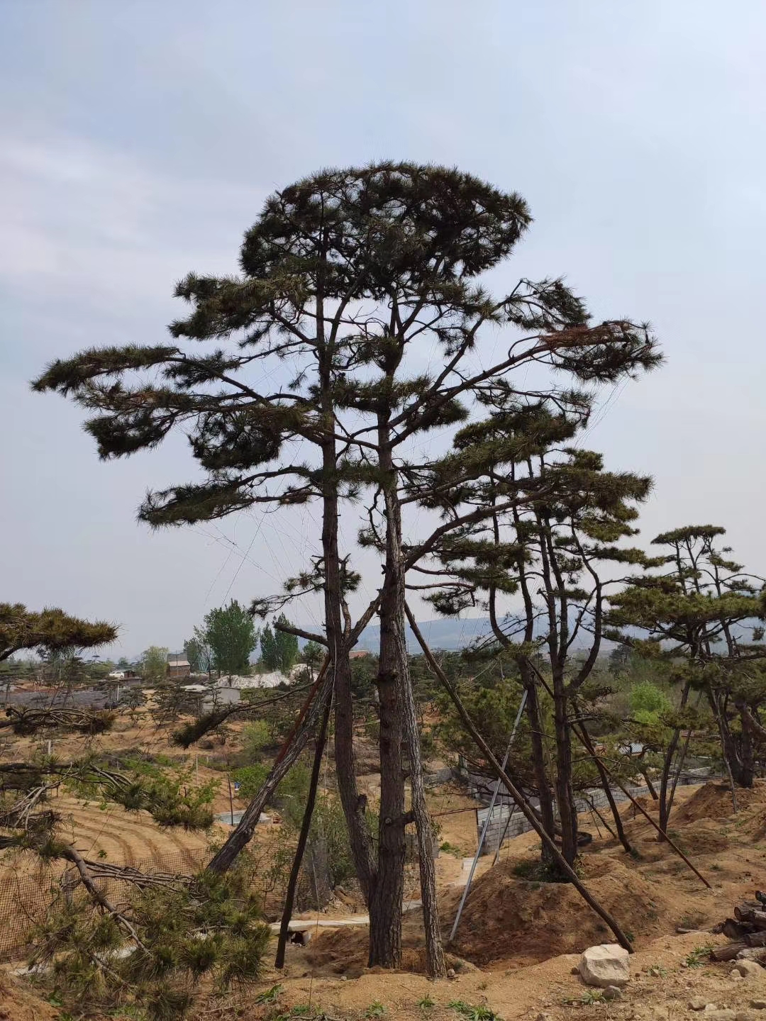 山東造型黑松基地供應(yīng) 造型黑松供應(yīng)
