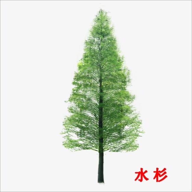 水杉苗 認(rèn)準(zhǔn)農(nóng)天苗木 水杉苗 水杉多少錢 利川水杉苗基地 利川水杉苗新款 2021水杉苗新款 水杉苗價格 水杉苗種子