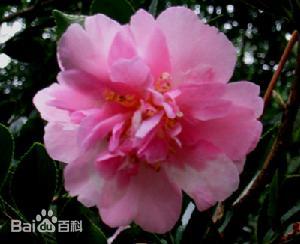 茶梅花批發(fā)