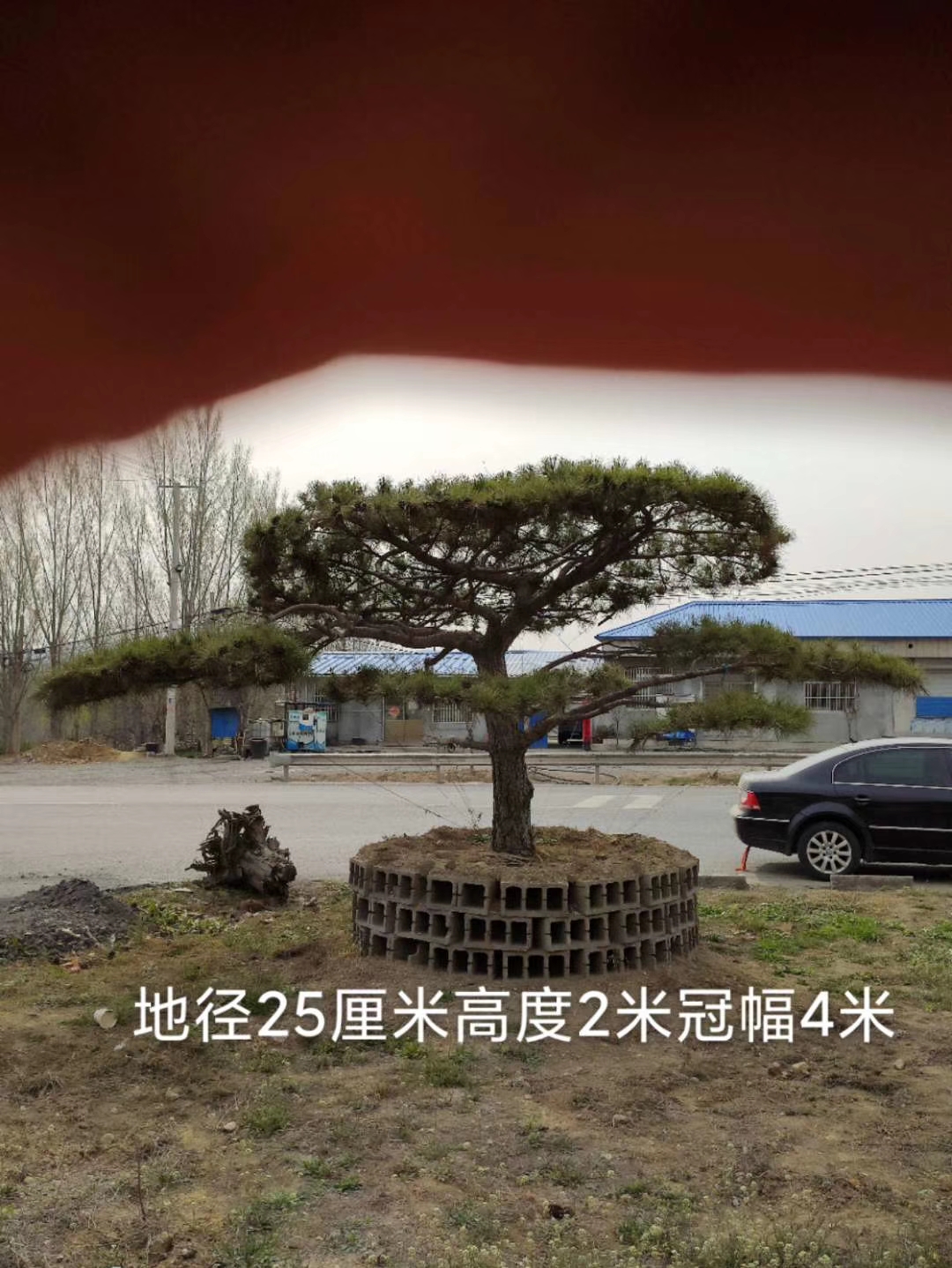 山東造型平頂松基地供應(yīng)