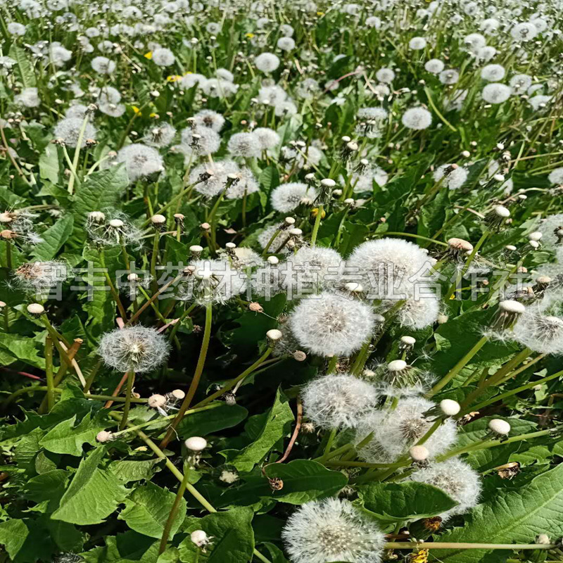 永安蒲公英種苗種植前景、出芽快、苗每畝種植多少棵【智豐中藥材種植專(zhuān)業(yè)合作社】