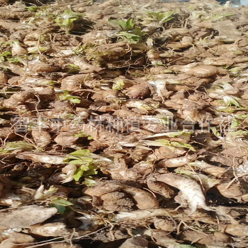 湖南玄參種子價(jià)格、抗病耐寒、哪里有賣【亳州市譙城區(qū)智豐中藥材種植合作社】