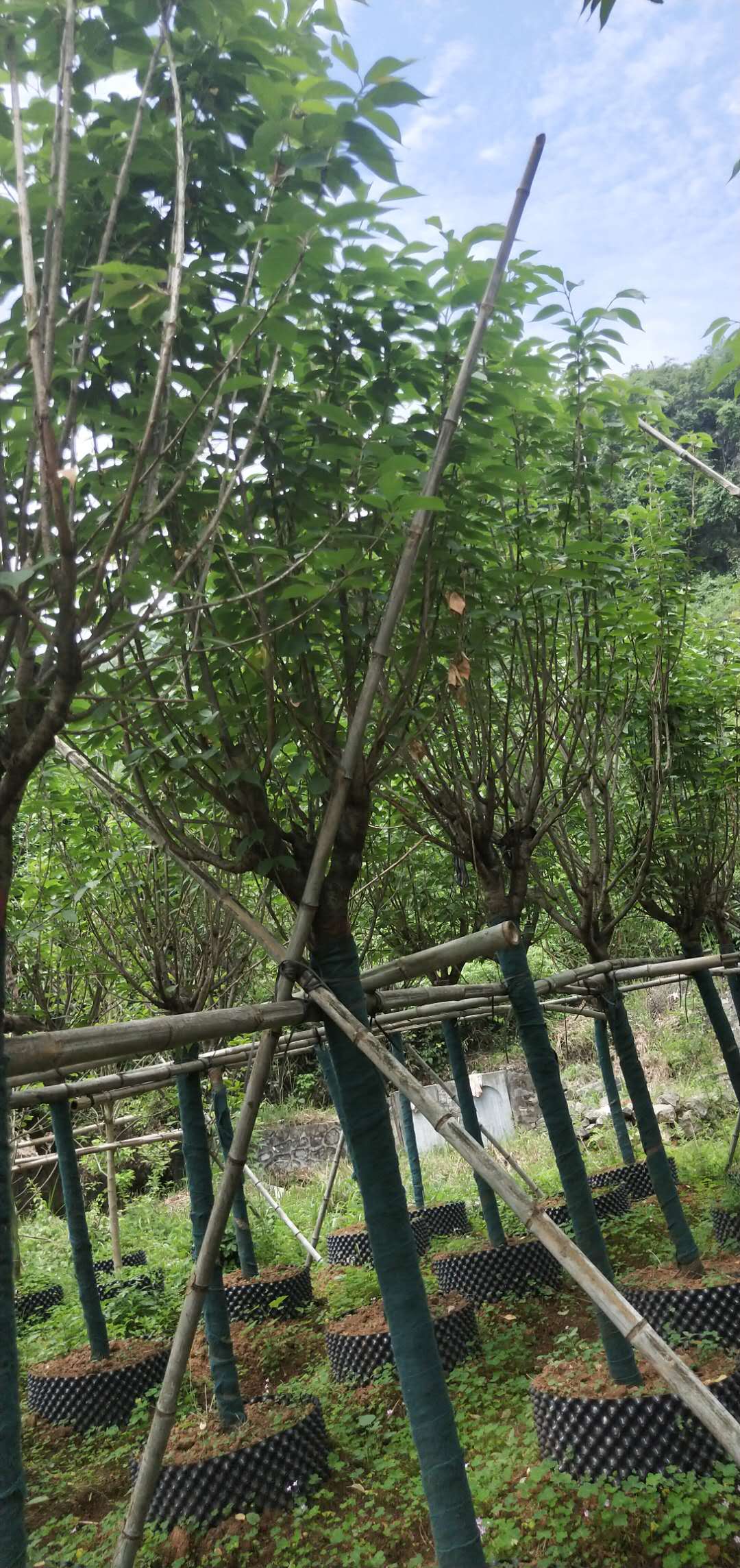 櫻花 廣西櫻花