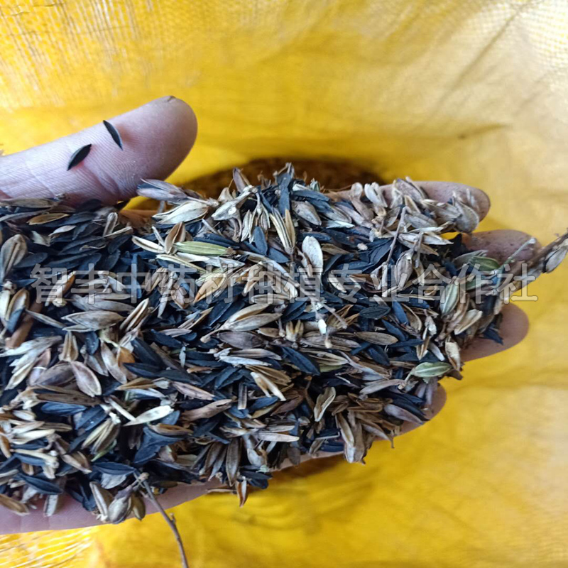 綿陽知母種子銷售、粗徑3cm、的生育期【智豐中藥材種植專業(yè)合作社】
