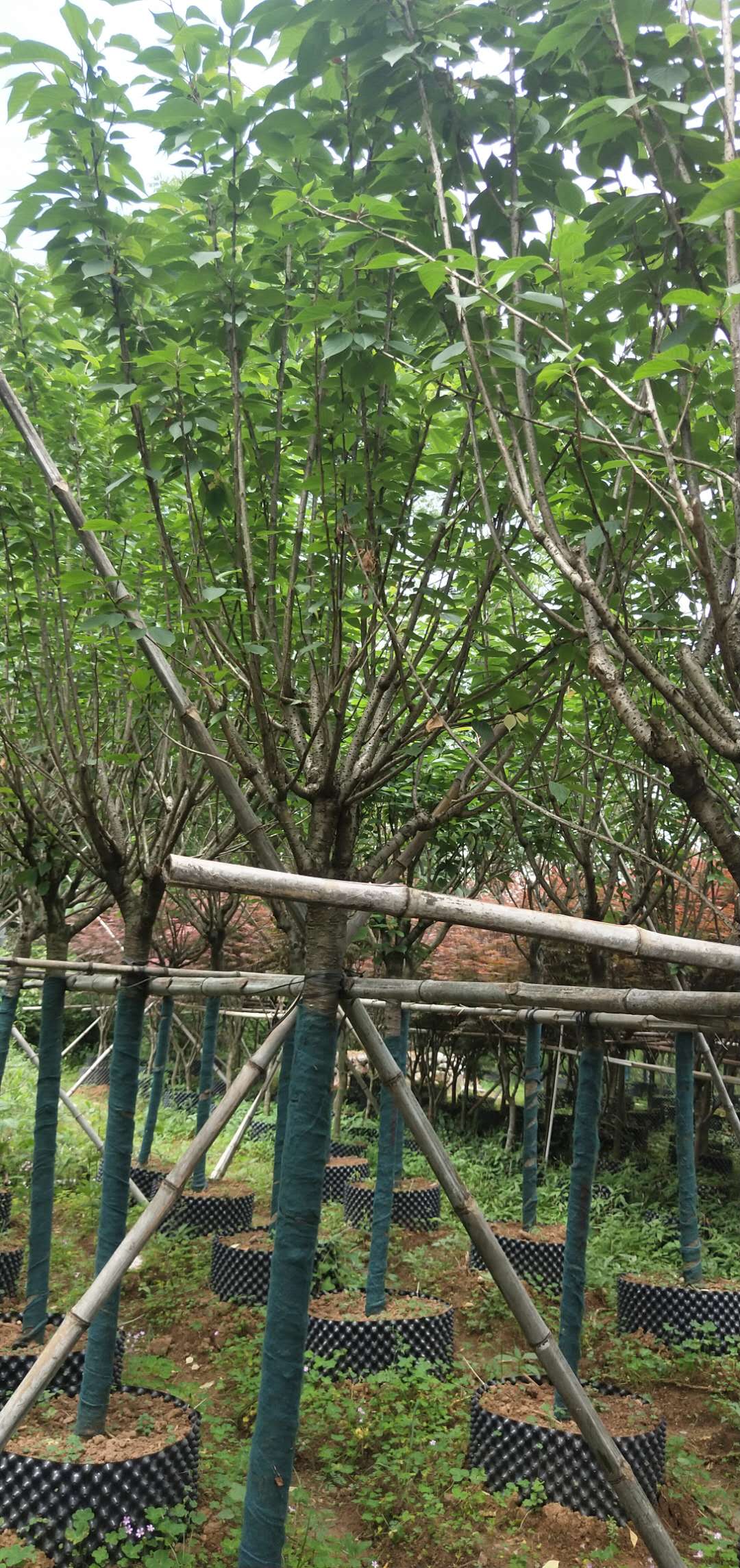 櫻花 廣西櫻花