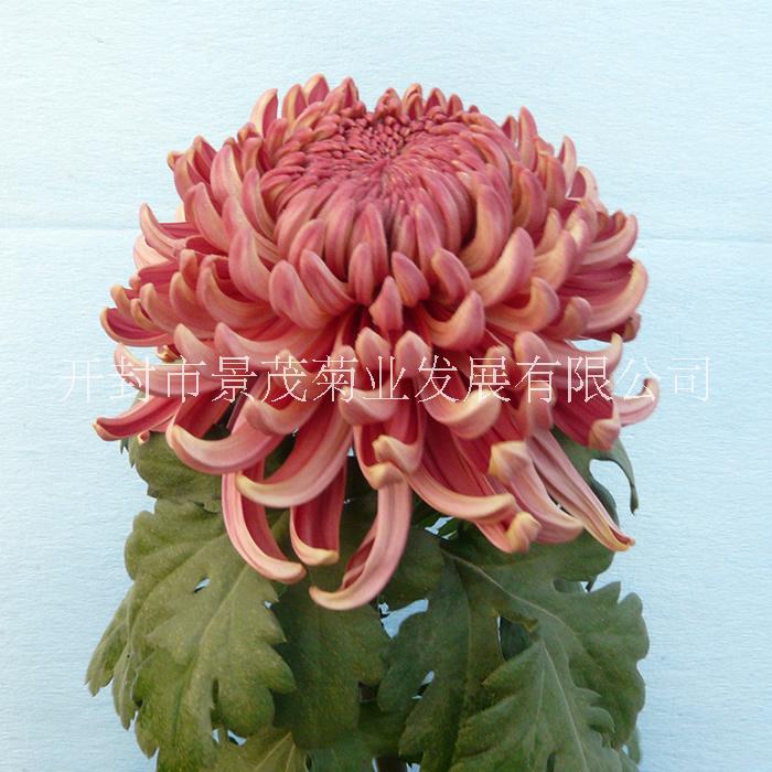 品種菊 品種菊苗