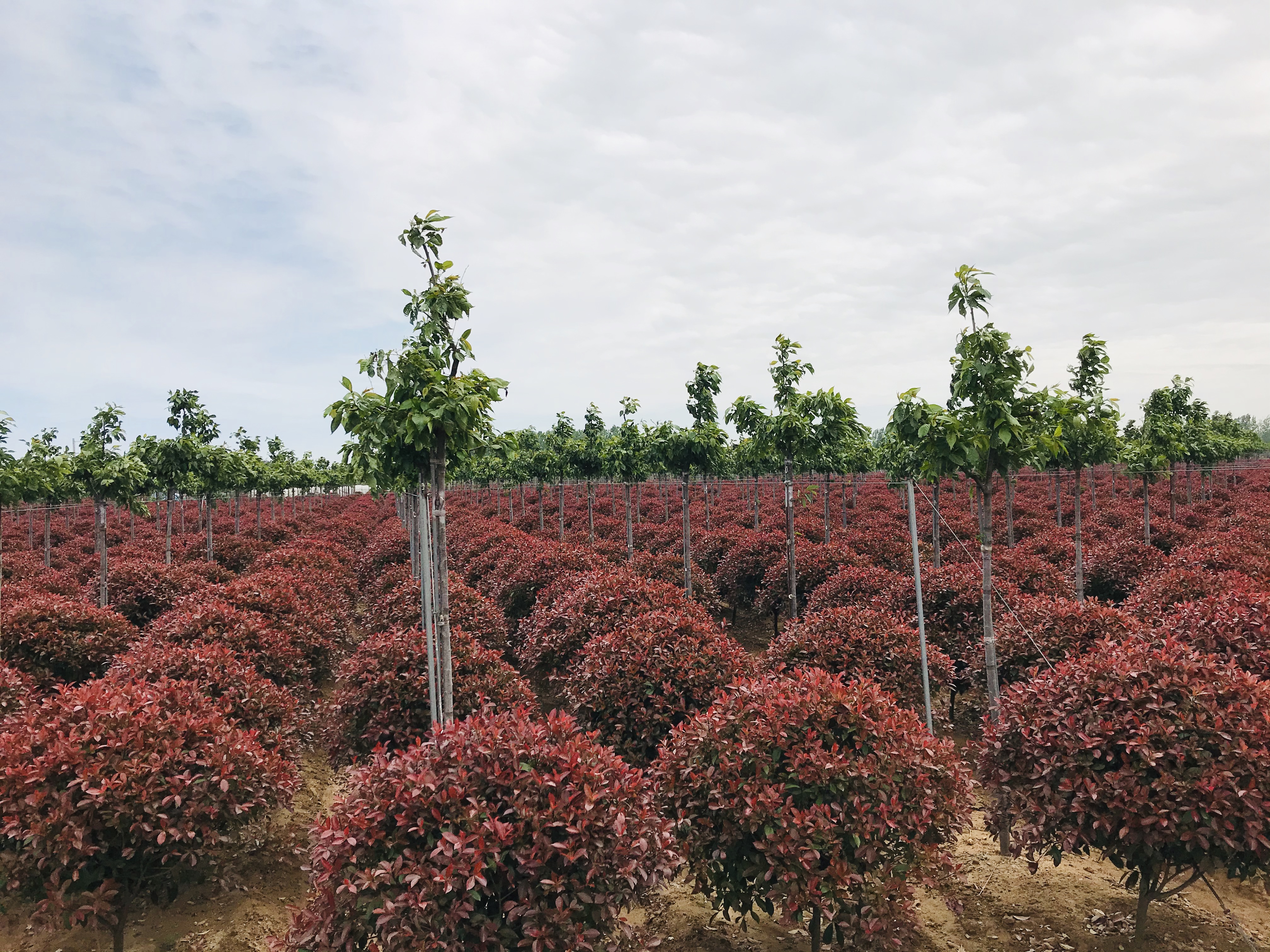 北方大型紅葉石楠基地供應(yīng)商-火焰紅紅葉石楠-黃島紅葉石楠球  黃島紅葉石楠球哪里的好