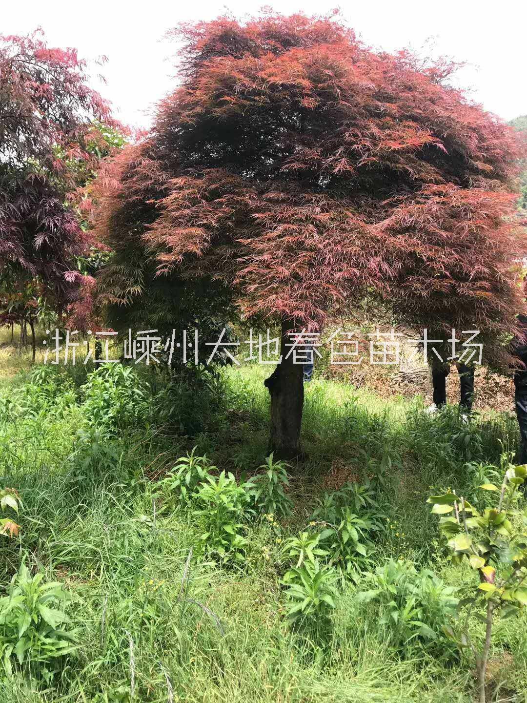 浙江紹興羽毛楓種植基地 {大地春色苗木場}