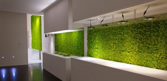苔蘚植物墻 室內(nèi)苔蘚植物墻