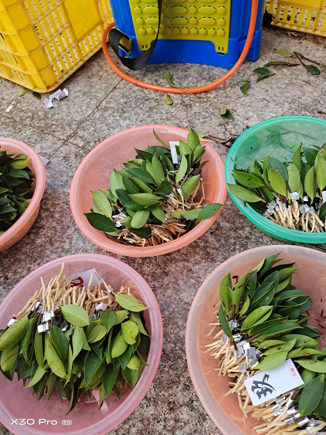 廣西嫁接油茶苗產(chǎn)地供應(yīng)_市場(chǎng)報(bào)價(jià)哪家基地便宜【攸縣勇宇油茶種植合作社】