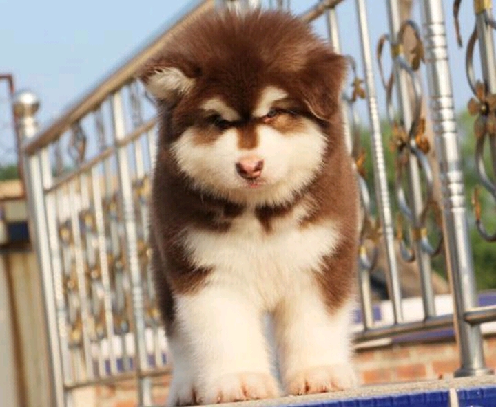 阿拉斯加幼犬 家庭寵物狗狗養(yǎng)殖 純種阿拉斯加幼犬出售