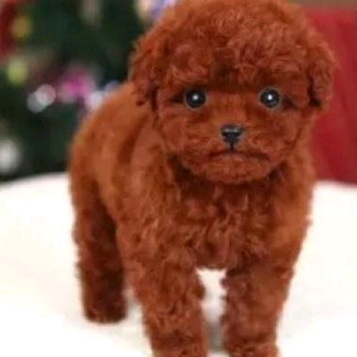 泰迪 泰迪幼犬純種 泰迪幼犬真狗