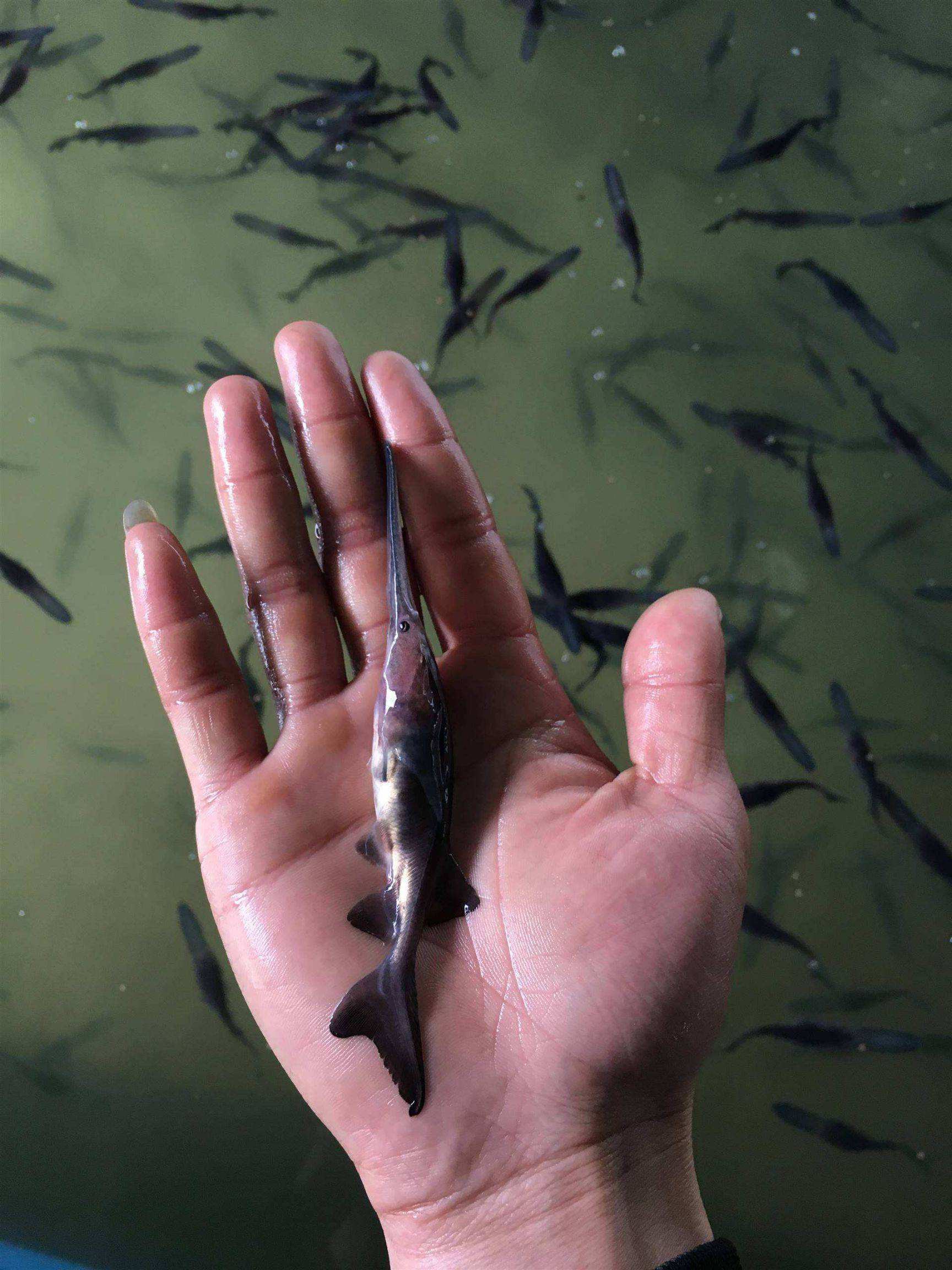 鴨嘴魚苗 小鴨鴨魚苗出售 瀘溪縣鴨嘴魚苗出售匙吻鱘淡水經(jīng)濟魚類