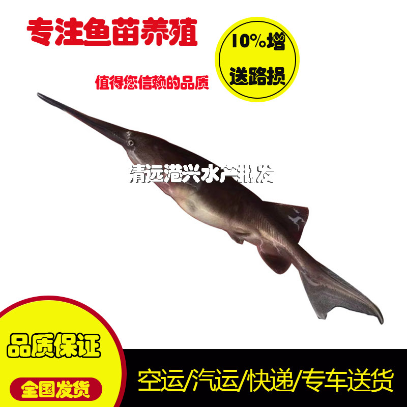 鴨嘴魚苗 小鴨鴨魚苗出售 瀘溪縣鴨嘴魚苗出售匙吻鱘淡水經(jīng)濟魚類
