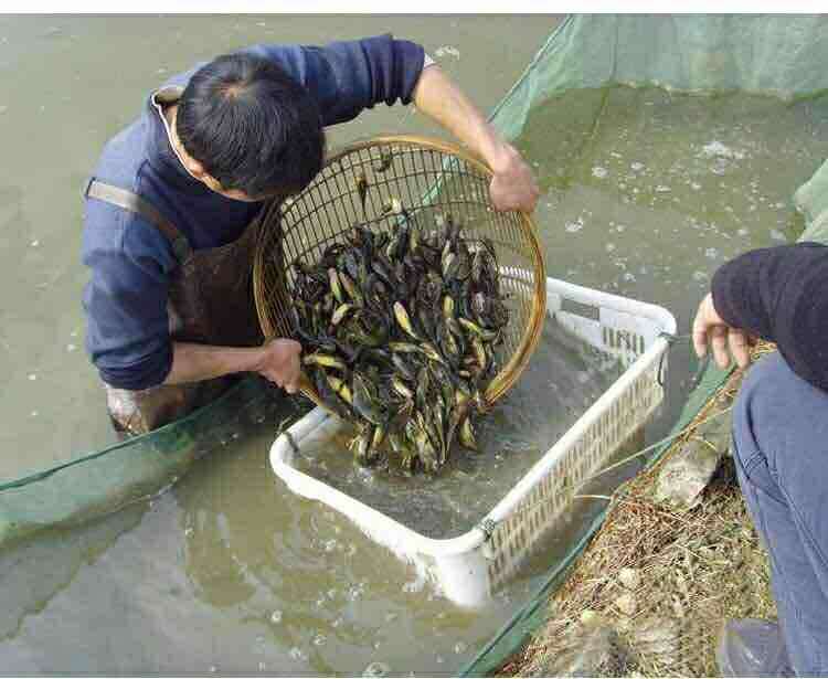 廣西黃骨魚(yú)苗養(yǎng)殖場(chǎng)批發(fā)價(jià)格多少錢(qián)、廣西黃骨魚(yú)苗哪有現(xiàn)貨【廣西華新魚(yú)場(chǎng)】