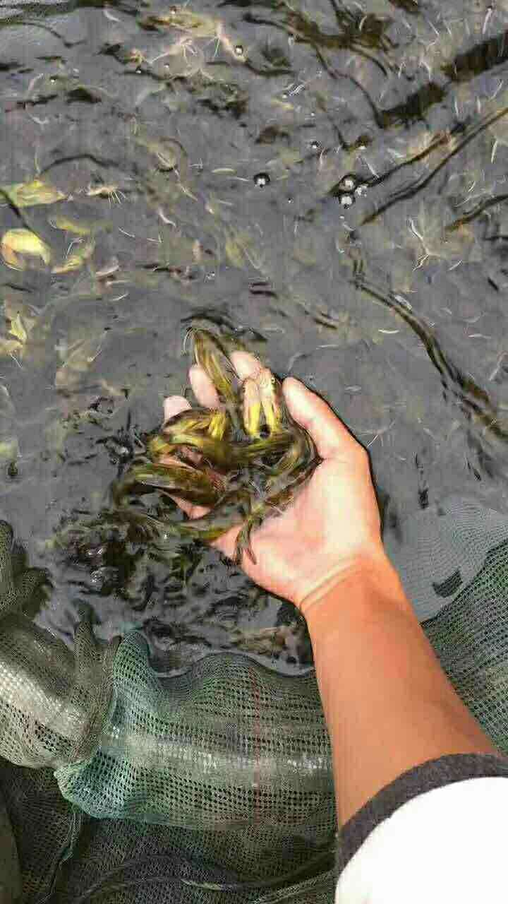 廣西黃骨魚(yú)苗養(yǎng)殖場(chǎng)批發(fā)價(jià)格多少錢(qián)、廣西黃骨魚(yú)苗哪有現(xiàn)貨【廣西華新魚(yú)場(chǎng)】