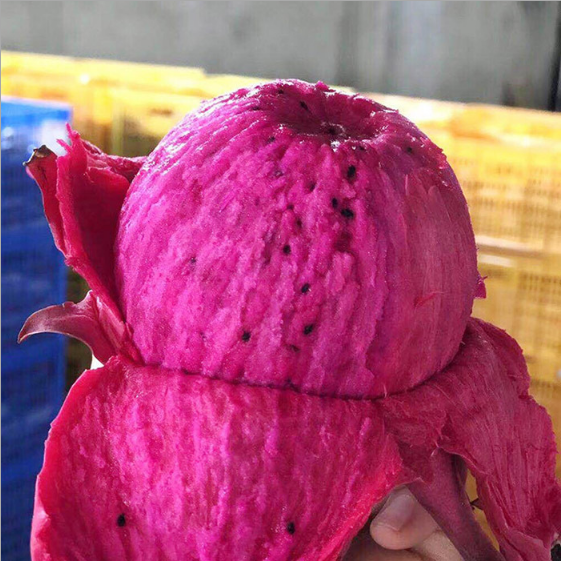 金都一號(hào)火龍果基地  價(jià)格 報(bào)價(jià) 批發(fā)