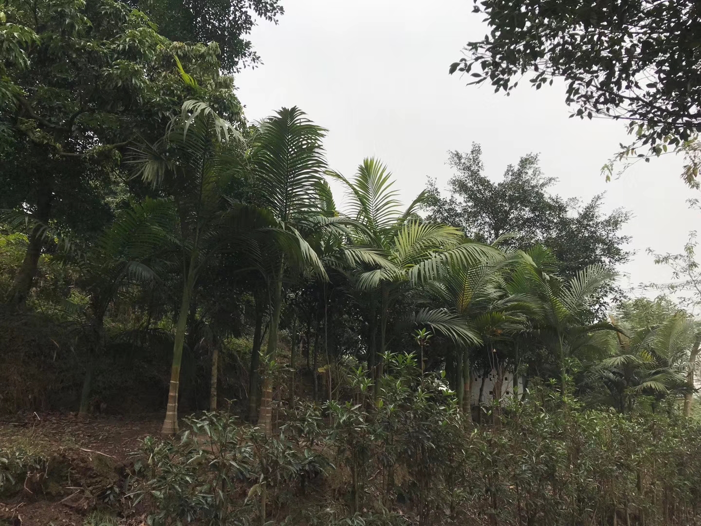 成都假檳榔培育基地_批發(fā)價格【瀘州木源花木有限公司】
