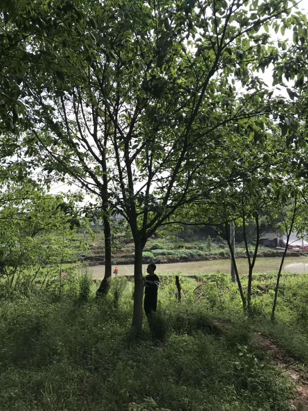 成都黃葛樹種植基地、價(jià)格、批發(fā)【瀘州木源花木有限公司】