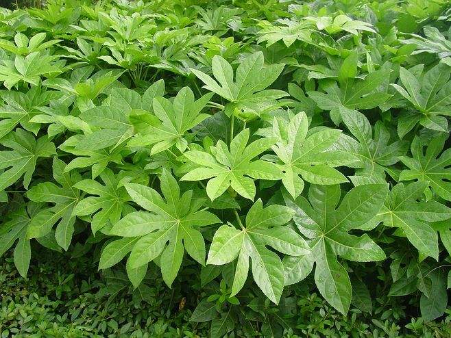 湖南八角金盤產(chǎn)地*-價格-電話-哪家好