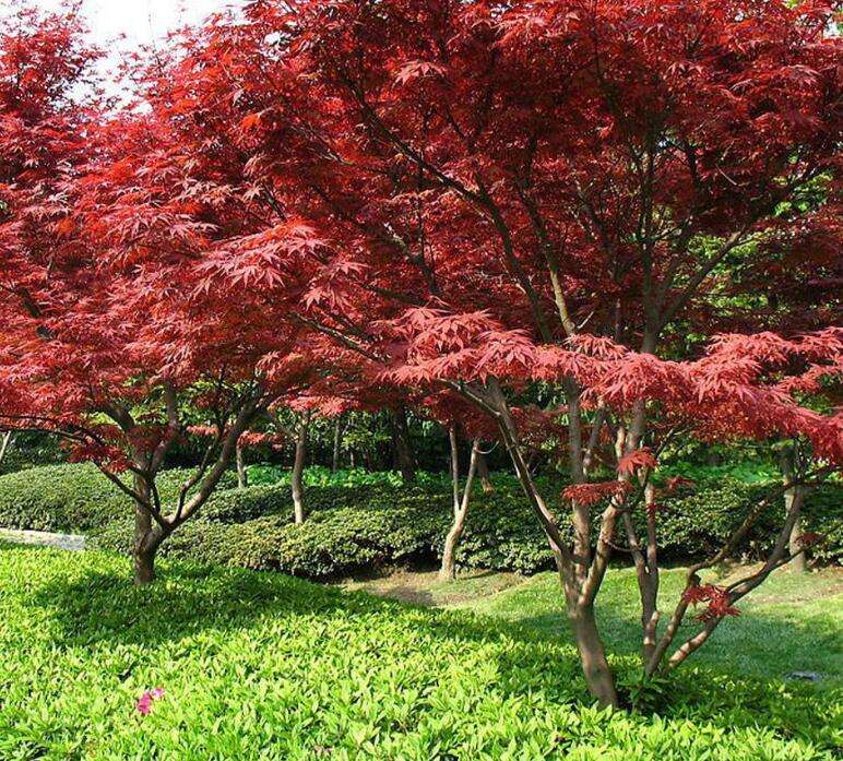 湖南紅楓種植基地-價格-電話-批發(fā)