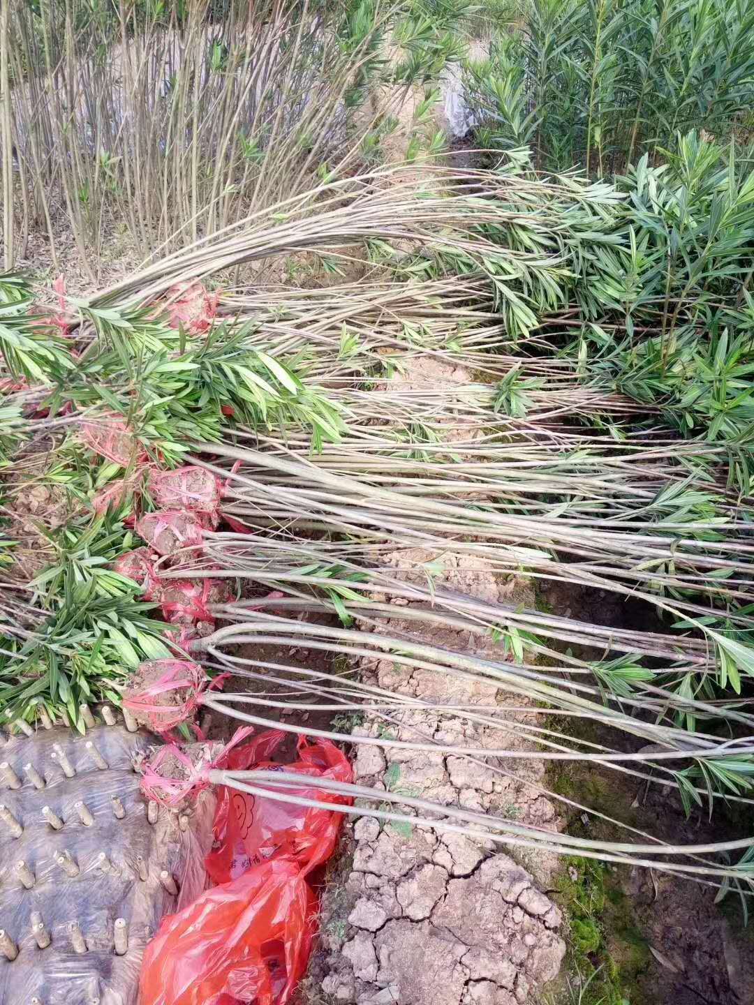 湖南夾竹桃種植基地-價格-電話-批發(fā)