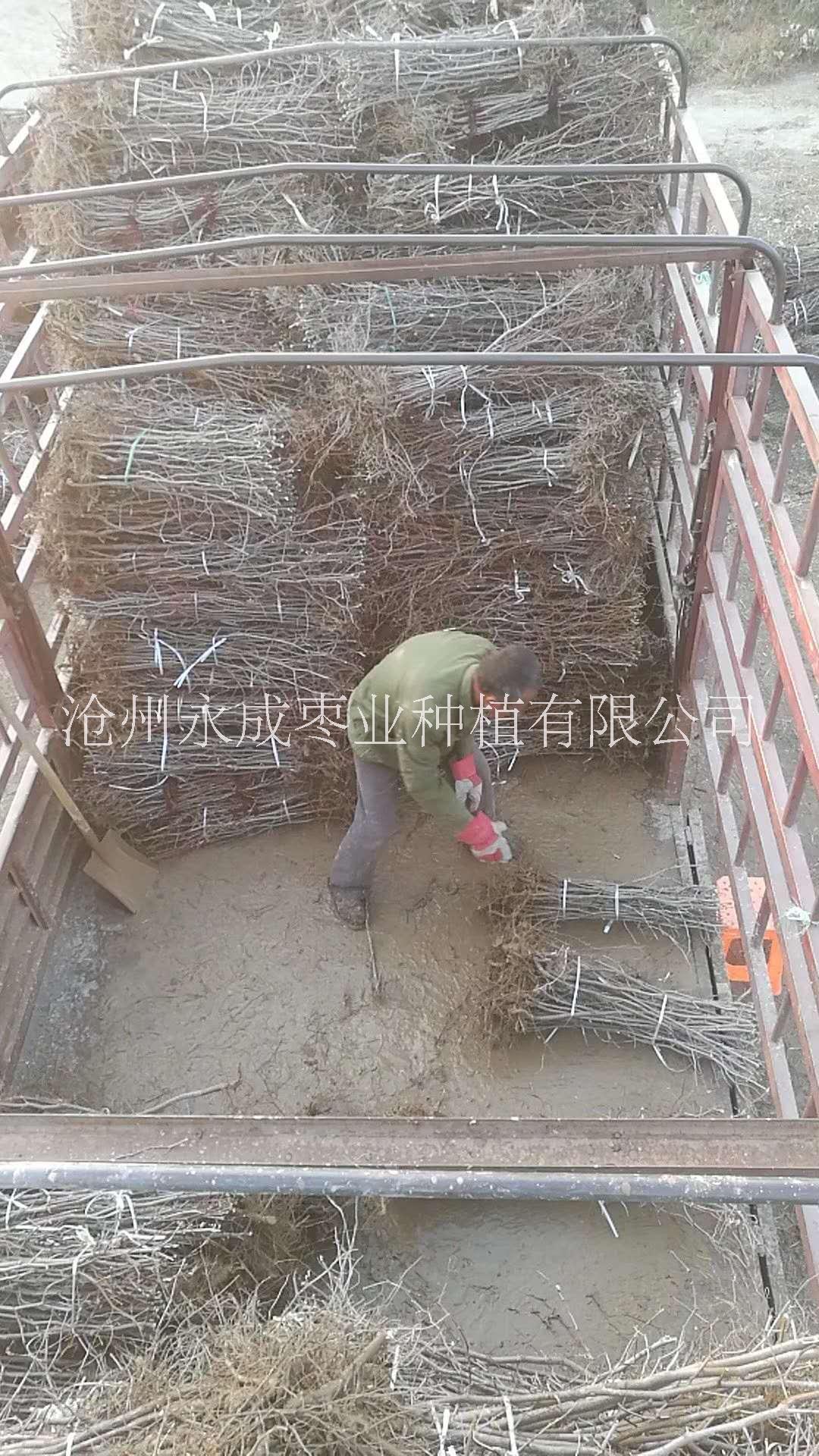 金絲小棗苗報價