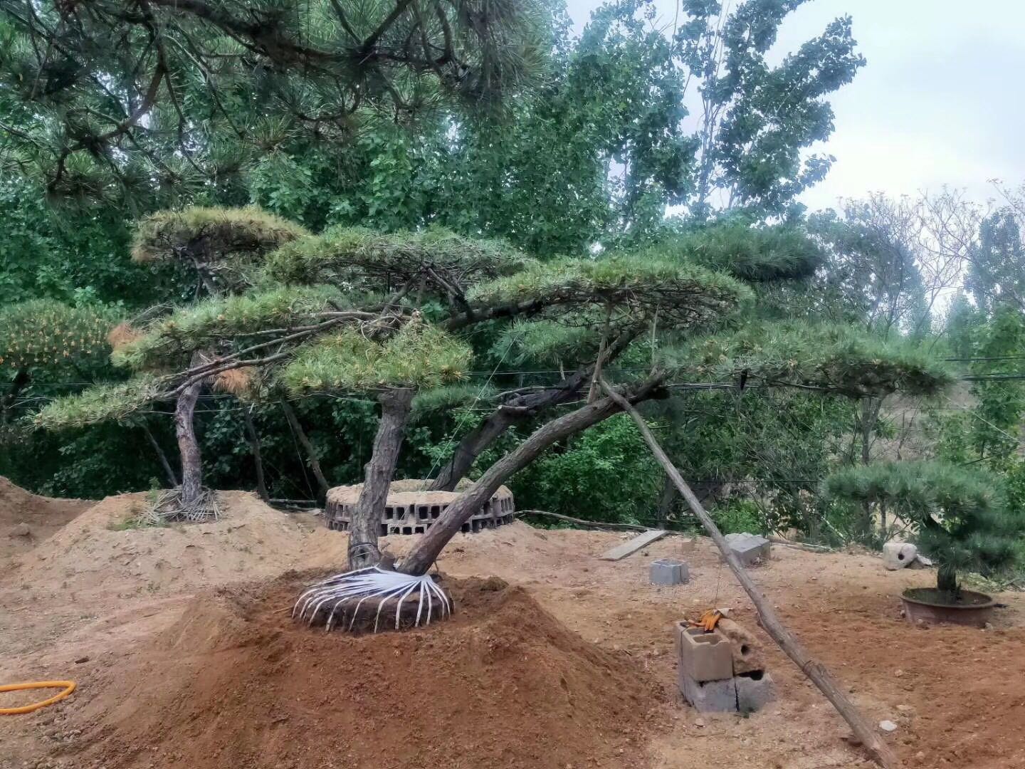 濟南*小柏 基地直銷  價格  批發(fā)  圖片