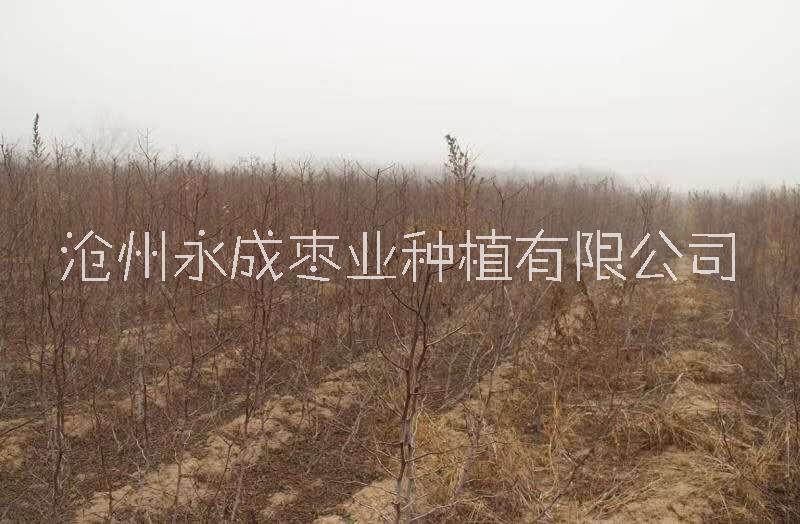 金絲小棗苗報價