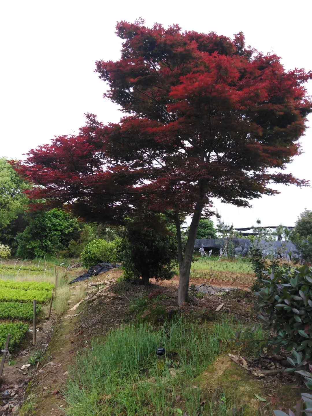 湖南紅楓種植基地-價格-電話-批發(fā)