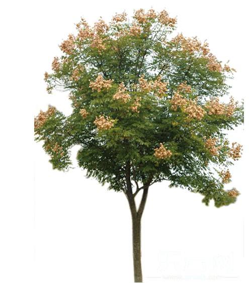 湖南欒樹種植基地-價(jià)格-電話-批發(fā)