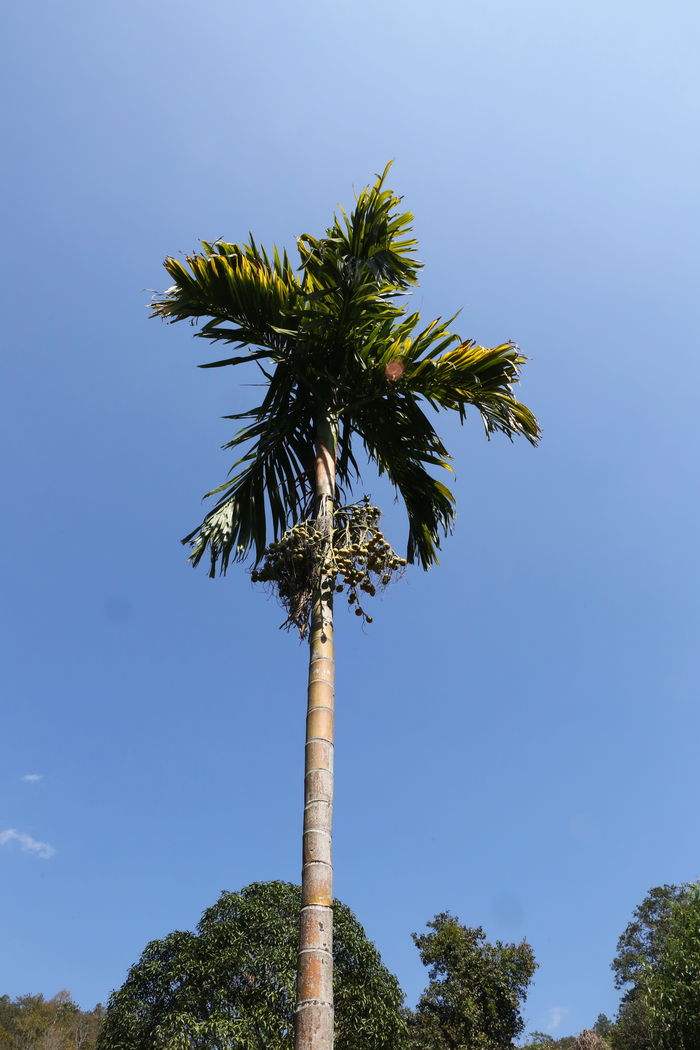 長(zhǎng)沙棕櫚種植基地-價(jià)格-電話-批發(fā)