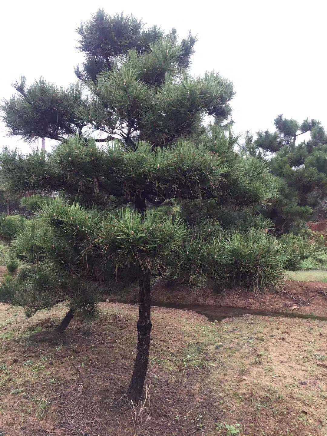 湖南黑松種植基地-價(jià)格-電話-批發(fā)